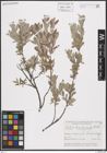 Foto von Salix brachycarpa Nutt.